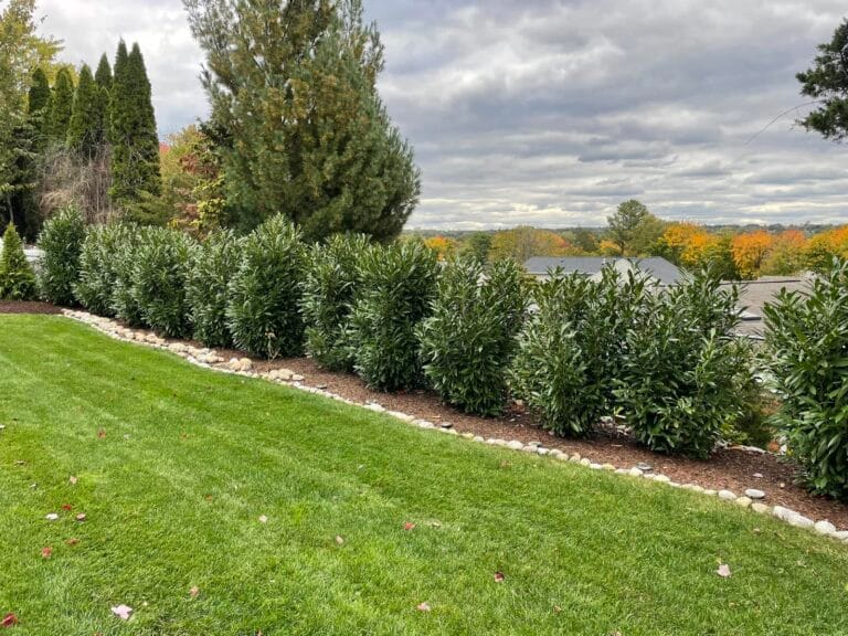 Privacy Shrubs in Essex County, NJ