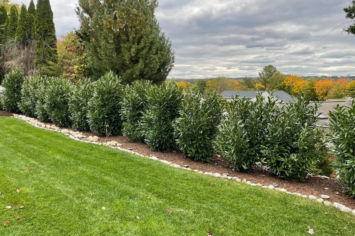 a row of bushes in a garden