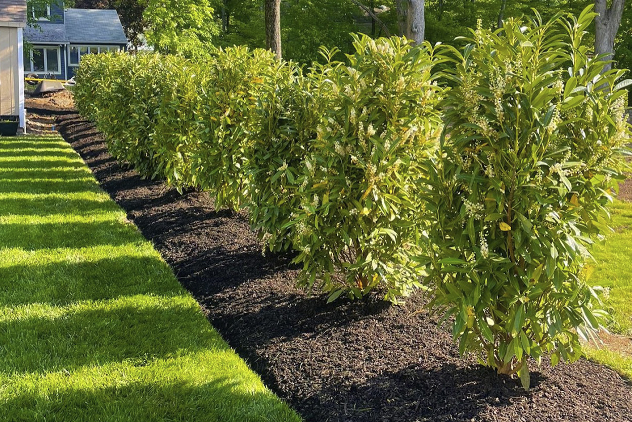 Privacy trees installation in wayne, nj