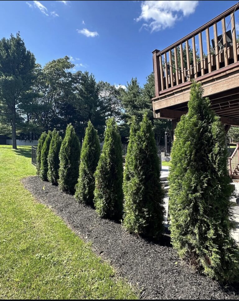 Beautiful Emerald Greens installed for quick privacy