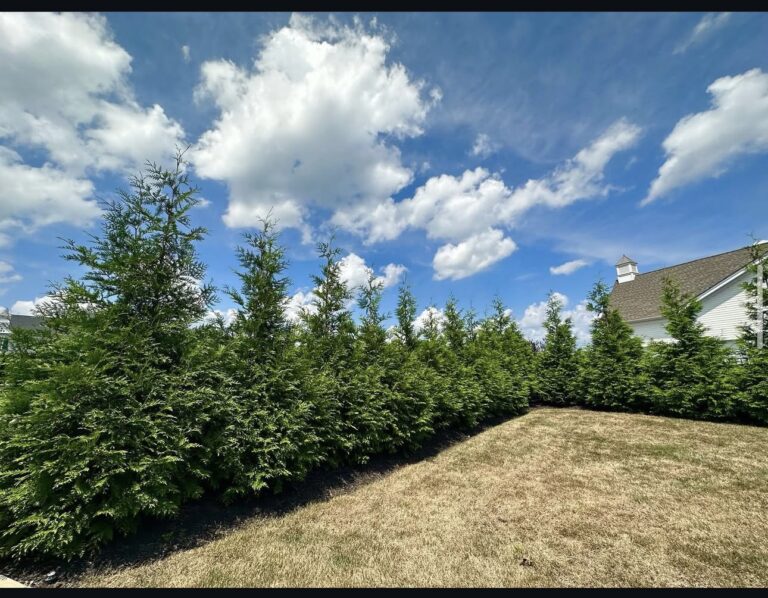 Green Giants installed as a privacy fence in fair lawn NJ