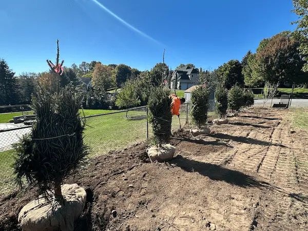 Privacy Trees vs. Fencing: What’s the Better Investment?