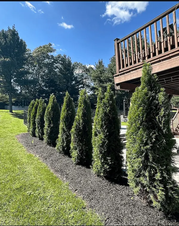 Top 5 Privacy Trees for Bergen County, NJ