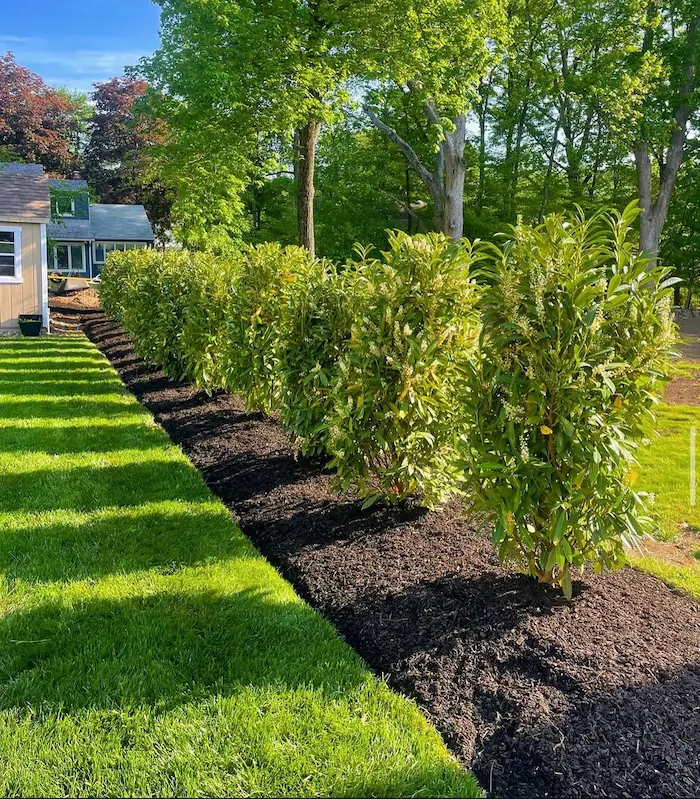 Skip laurel trees in Glen Rock NJ