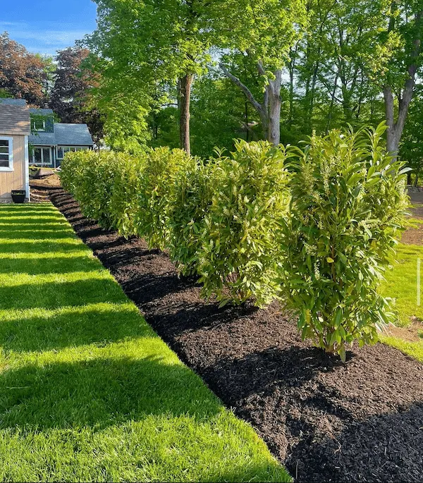 Best Privacy Trees for Bergen County Homes: Your Complete Backyard Screening Guide