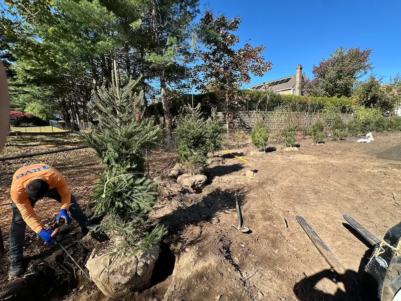 fastest growing privacy trees