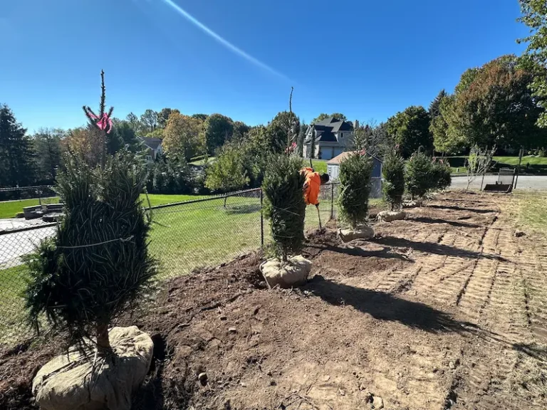 Privacy Tree Installation for Year-Round Screening in oakland NJ