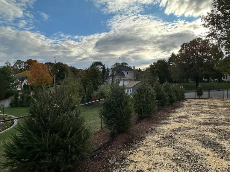 Privacy Tree Installation in Pequannock