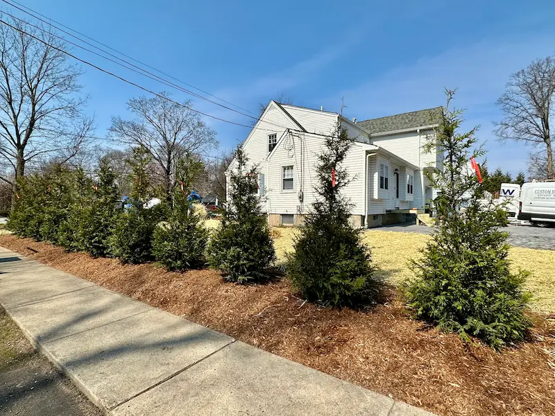 Green Giant privacy trees in Paramus NJ