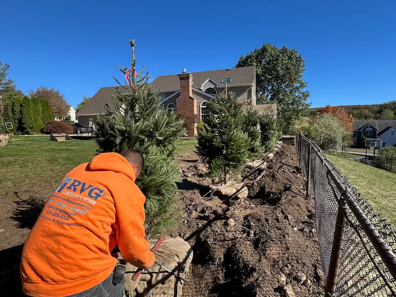 Best Time to plant privacy trees in NJ