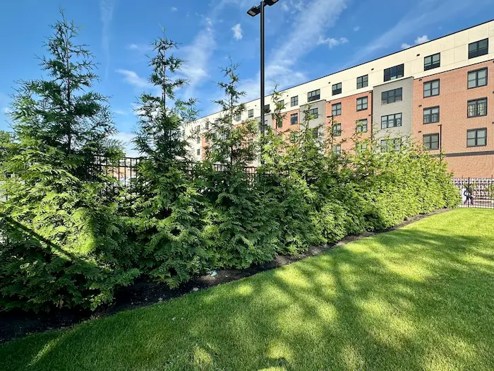 Fall Privacy Tree Installations in Northern NJ